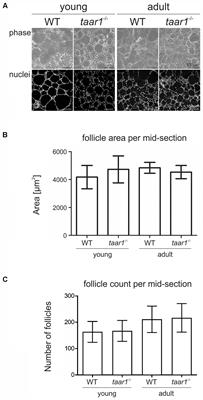 Canonical TSH Regulation of Cathepsin-Mediated Thyroglobulin Processing in the Thyroid Gland of Male Mice Requires Taar1 Expression